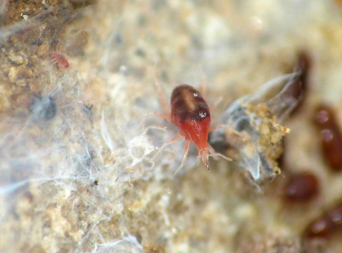 Bdellidae bicolore